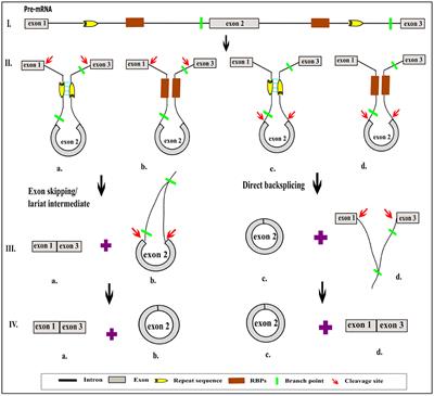 Circular RNAs—The Road Less Traveled